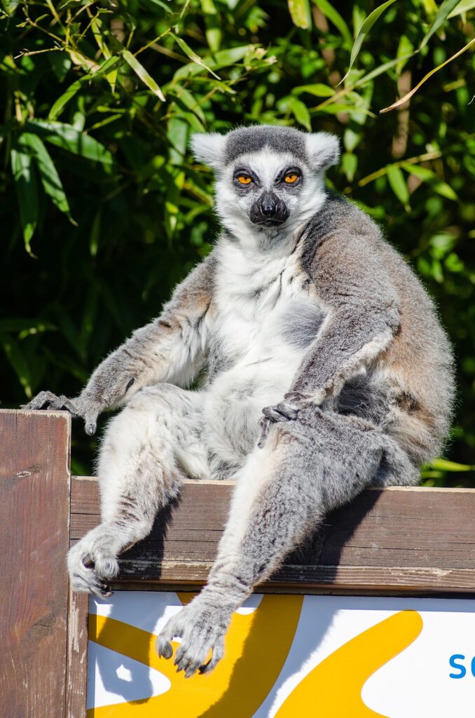 Lemuren sind eine Teilordnung der Primaten. Sie gehören zur Gruppe der Feuchtnasenprimaten, früher den Halbaffen zugeordnet. Das Taxon umfasst nach heutiger Sichtweise etwa 100 Arten. Lemuren kommen ausschließlich auf Madagaskar und kleineren Inseln in der Nähe vor. 